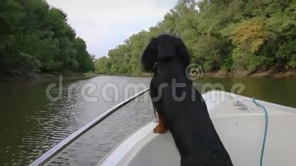 狗站在河上船的前部稳定下来视频的预览图