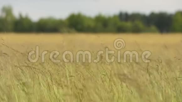 草在风中摇曳慢行180帧秒视频的预览图