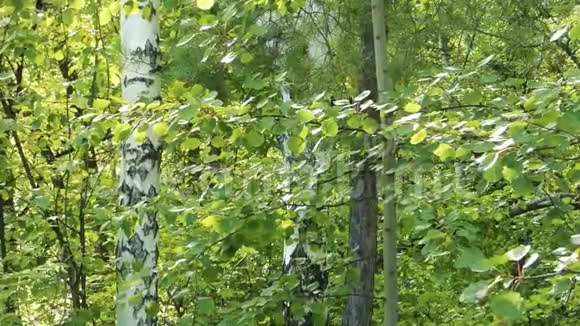 绿叶迎风而动桦树在后面视频的预览图