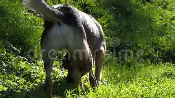 一只五颜六色的杂种狗在斯洛莫的草坪上视频的预览图