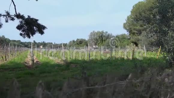 葡萄酒山和葡萄园视频的预览图