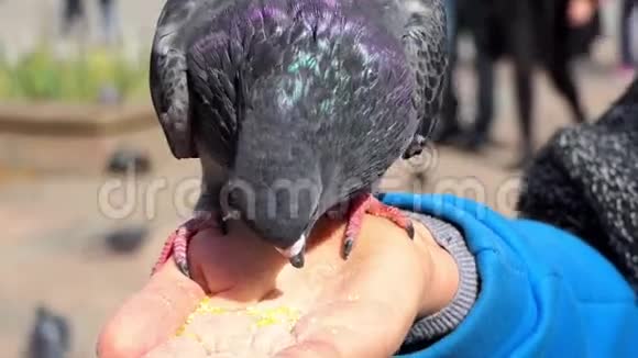 一只快乐的鸽子在斯洛莫啄食雌性手上的谷粒视频的预览图