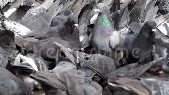 一群鸽子在斯洛莫的城镇广场上聚集视频的预览图
