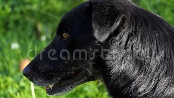 斯洛莫阳光明媚的日子一只黑狗站在绿色的草坪上视频的预览图