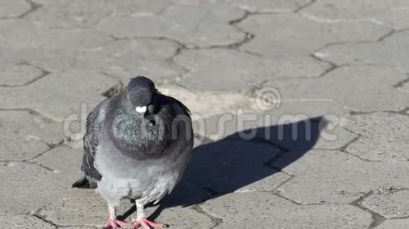 一只友好的鸽子走在泥泞的人行道上视频的预览图