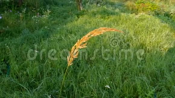 黄色的小穗在绿草的映衬下随风摆动视频的预览图