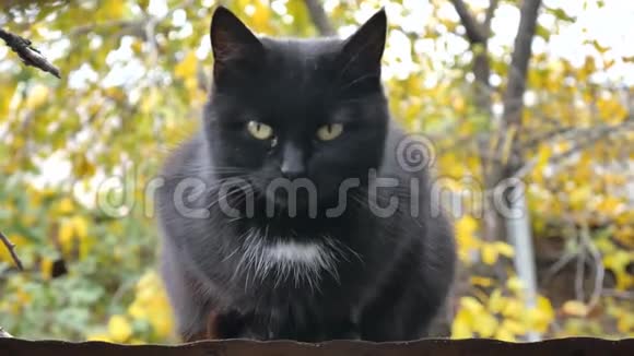 一只黑猫坐在屋顶上秋天的森林在阳光明媚的日子里寻找猎物视频的预览图