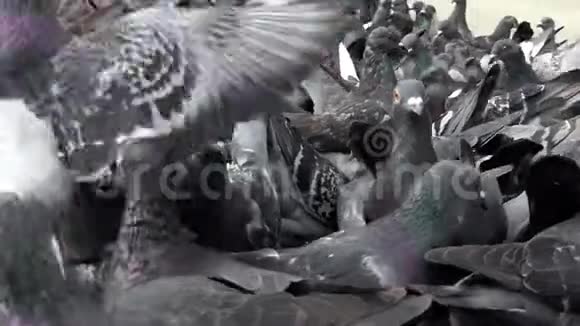 许多灰鸽子在阳光明媚的一天在懒洋洋地吃谷物视频的预览图