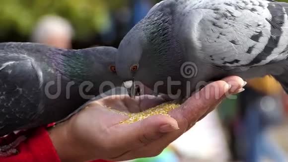 两只幸运的鸽子从一个女人的手掌中取出谷物视频的预览图