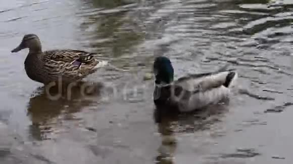野鸭在夏天的池塘水中嬉戏视频的预览图