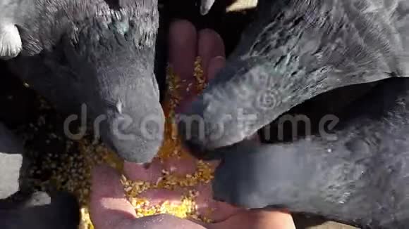 漂亮的鸽子是由一个邋遢女人喂的谷物视频的预览图