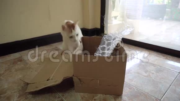 猫玩纸盒视频的预览图