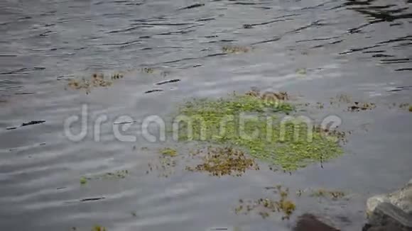 潮潮时峡湾水中漂浮的绿色和棕色海草随小波浪变化视频的预览图