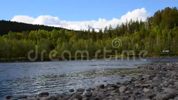 清洁清新的夏季河水在北极圈与绿色森林和雪山峰视频的预览图