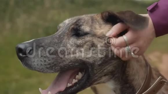 灰狗德国牧羊犬被抓视频的预览图