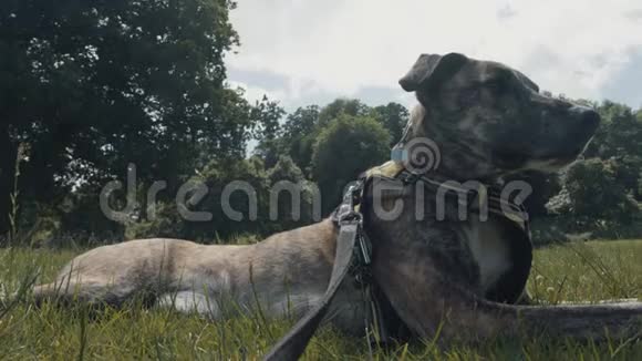 灰狗德国牧羊犬在公园的肖像慢动作视频的预览图
