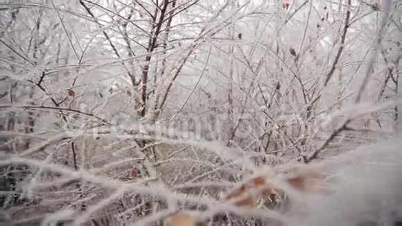 公园里的冰冻树枝视频的预览图