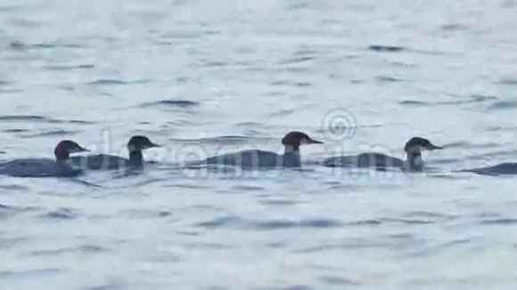 一群鸭子在游泳视频的预览图