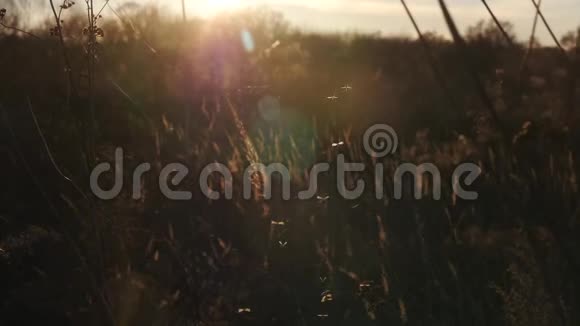 日落时的草穗大自然侏儒太阳特写视频的预览图