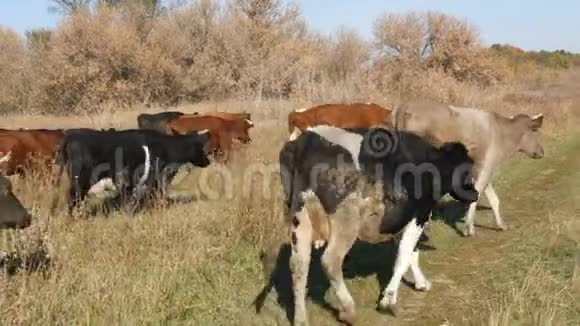 深秋一群奶牛在草地上放牧视频的预览图