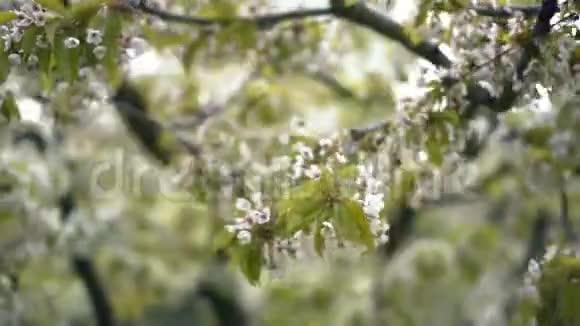 在果树上开花的花视频的预览图