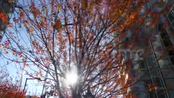 阳光透过火红的秋树照耀着现代城市视频的预览图