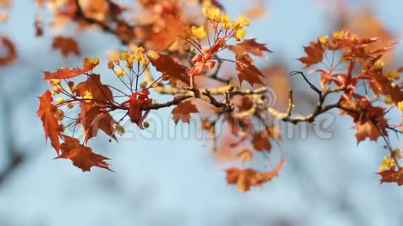 春天的风景一朵盛开的枫树在蓝天上有明亮的橙色叶子视频的预览图