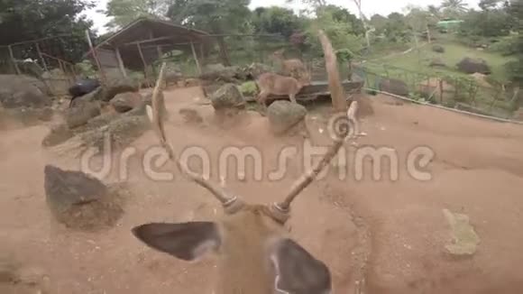 动物园里的野鹿插图哺乳动物野生动物背景自然视频的预览图