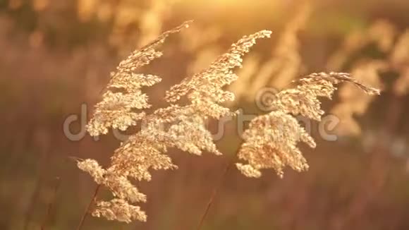 夕阳下的小草在风中颤动视频的预览图