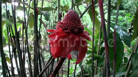 塔希提岛法属波利尼西亚的外来红花和植物视频的预览图