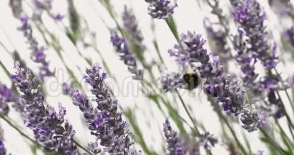 薰衣草花在夏日的微风中轻轻地移动蜜蜂和大黄蜂大自然的夏日背景视频的预览图