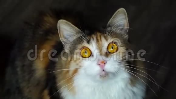 接近美女猫咆哮野黄的眼睛视频的预览图