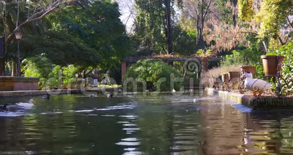 塞维利亚阳光池塘与鸽子和鸭子4k西班牙视频的预览图