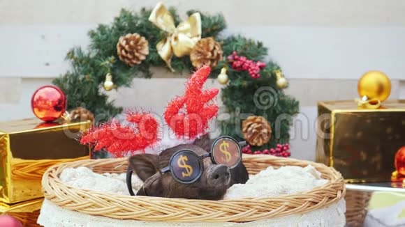 一只小猪带着圣诞鹿角和聚会用的太阳镜躺在篮子里视频的预览图