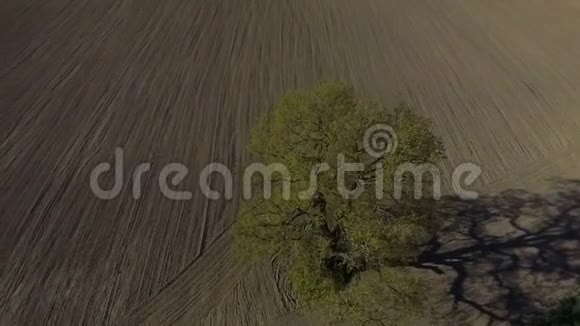 高清空中镜头单树老橡树在田野视频的预览图
