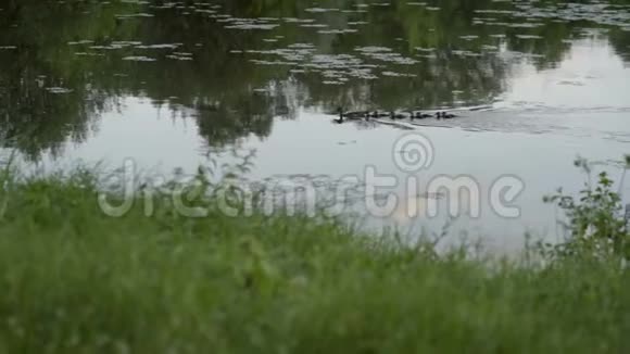 一只鸭子和小鸭子一起在水上漂浮夏日阳光明媚湖面平静视频的预览图