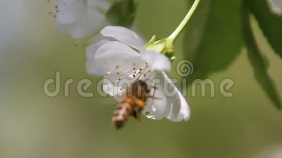 蜜蜂从开满白花的树上采蜜飞走了蜜蜂在樱桃的花瓣上视频的预览图