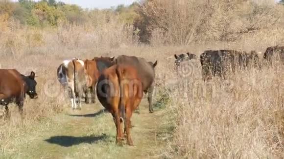 深秋一群奶牛在草地上放牧视频的预览图