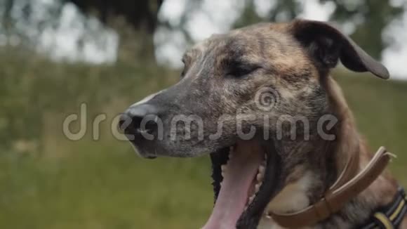 灰狗德国牧羊犬杂交画视频的预览图