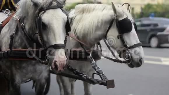 两匹白马和马车视频的预览图