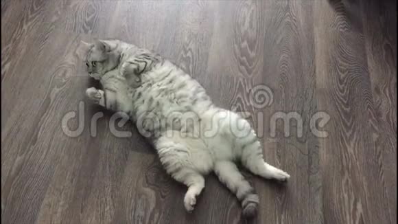 美丽的苏格兰顽皮猫躺在黑暗的地板上他的背部以一个有趣的姿势从上面看视频的预览图
