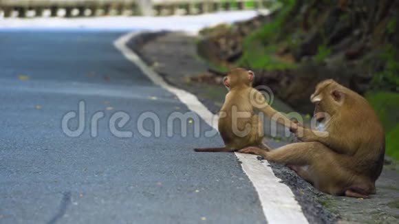 猴子坐在公园的路上亚洲热带森林国家公园视频的预览图