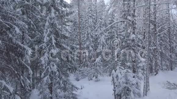 拍摄被雪覆盖的森林摄像机自下而上的移动视频的预览图