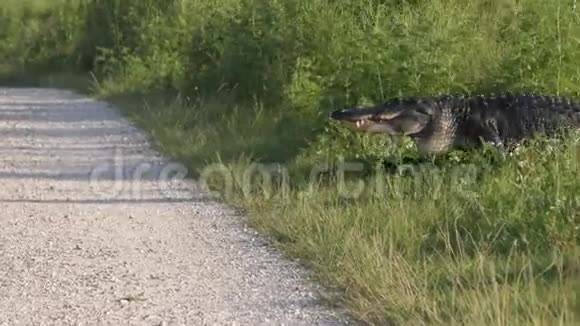 大鳄鱼穿过一条乡村道路视频的预览图