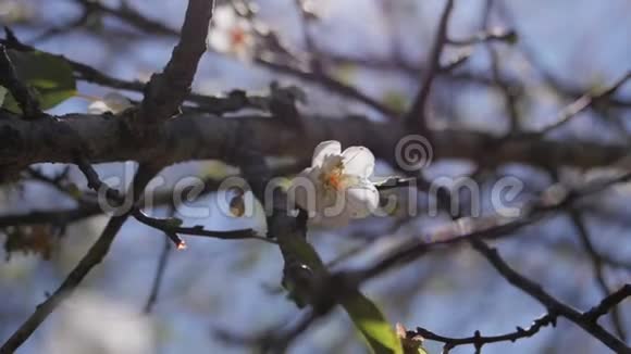 春天公园里阳光普照的白花视频的预览图
