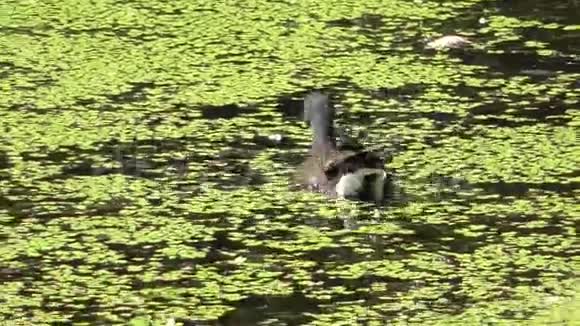 加里宁格勒下塘绿藻视频的预览图