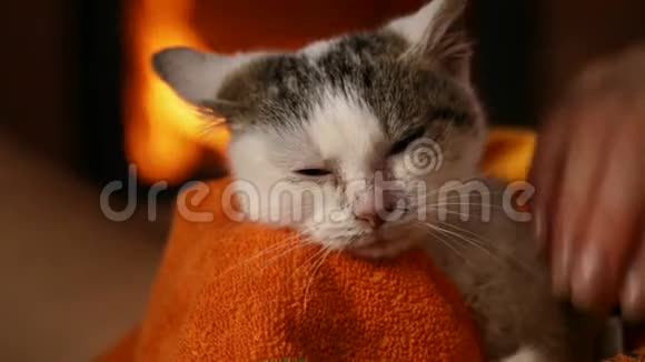 可爱的救援小猫在壁炉享受主人的爱抚视频的预览图