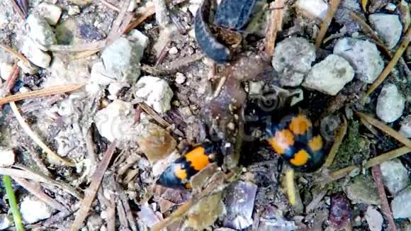 埋在死蜗牛上的甲虫视频的预览图