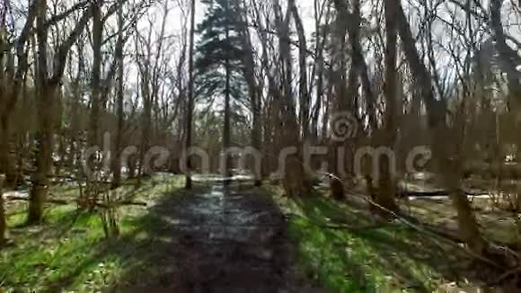 春天在森林里视频的预览图