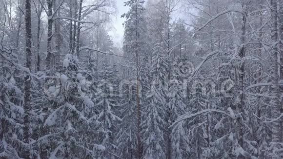 拍摄被雪覆盖的森林摄像机自下而上的移动视频的预览图